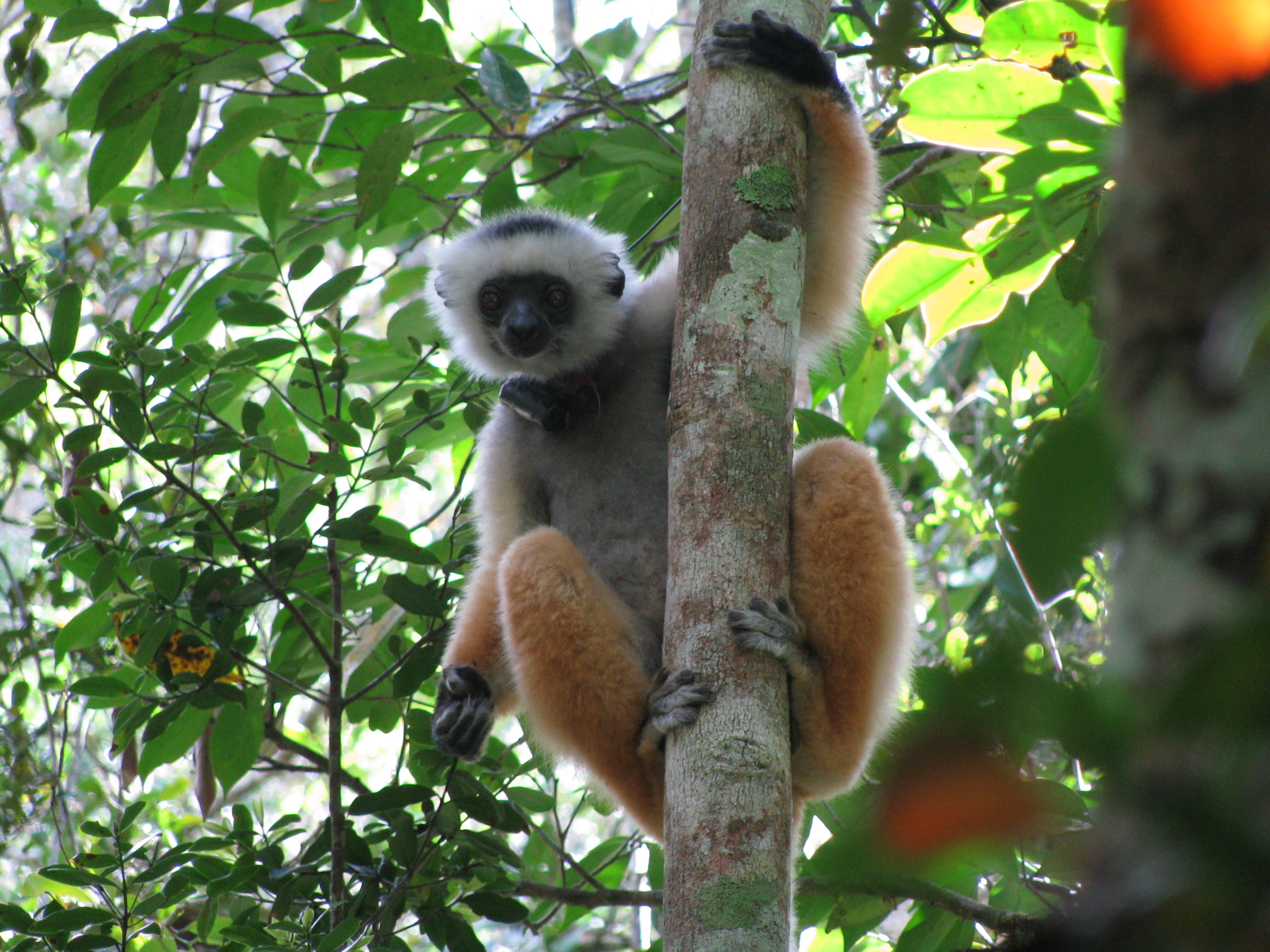 Diadem_sifaka_andasibe