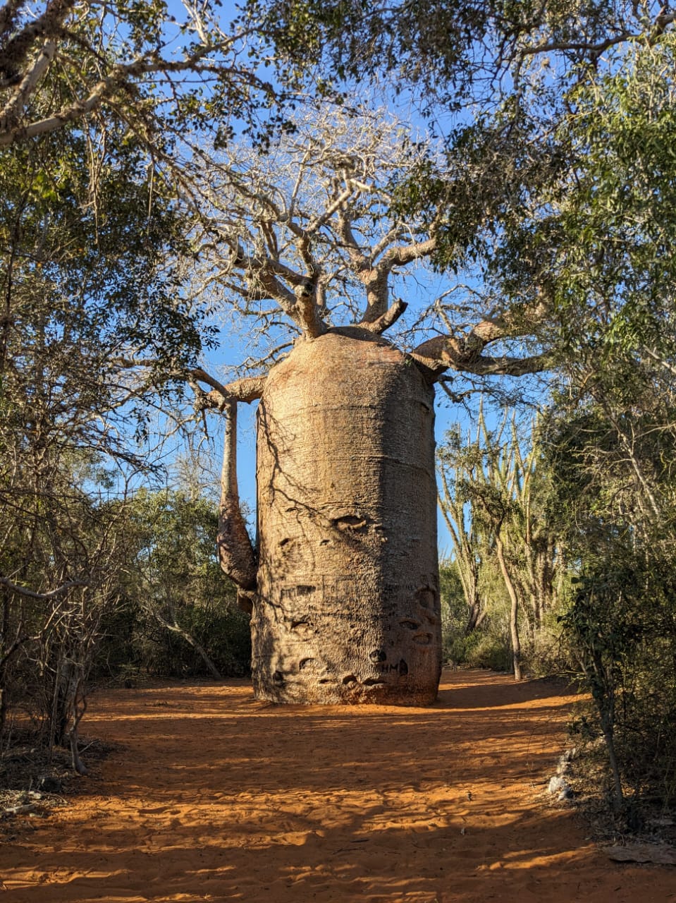 baobab